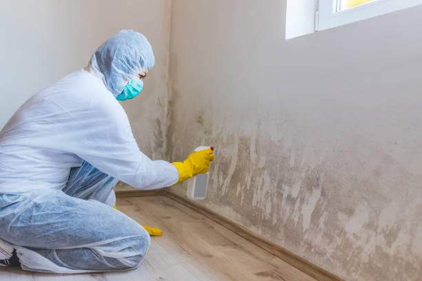 Licensed Commercial Mold Remediation service in Hampton, MD - WQB Mold Removal